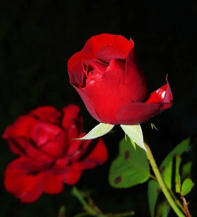 Picture of test image - eng